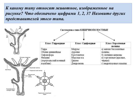 К какому типу относят животное