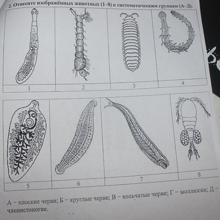 Плоские и круглые черви рисунок