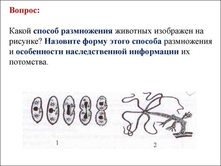 Способы размножения животных