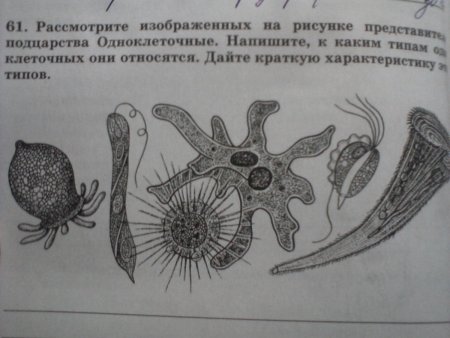 Класс птицы млекопитающие