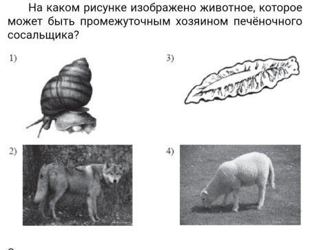 Сколько животных на картинке