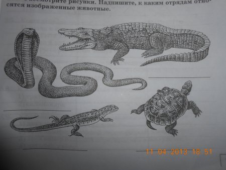 Зашумленные Дикие животные