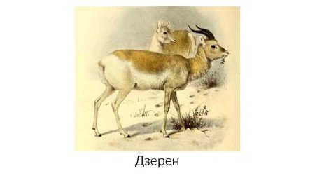 Дзерены в Забайкалье доклад