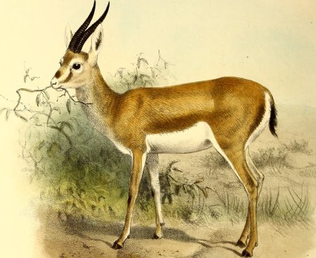 Gazella cuvieri