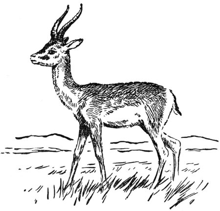 Кавказская Серна