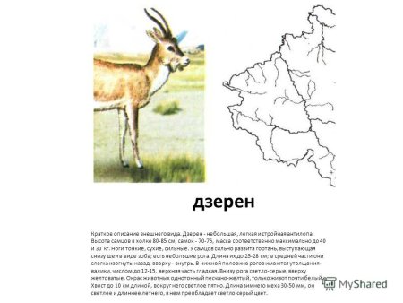 Газель животное
