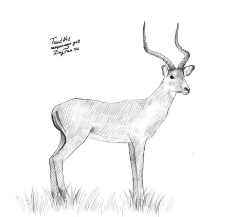 Дзерен рисунок