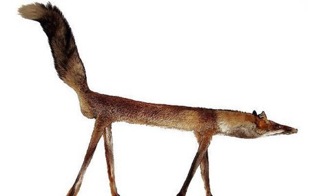 Животное с длинными ногами