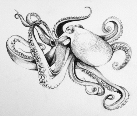 Головоногий моллюск Кракен