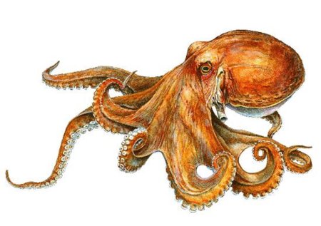 Красный осьминог