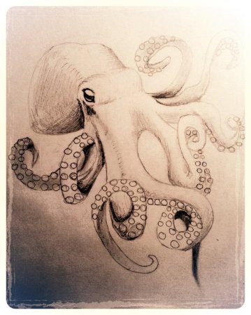 Octopus Haloila