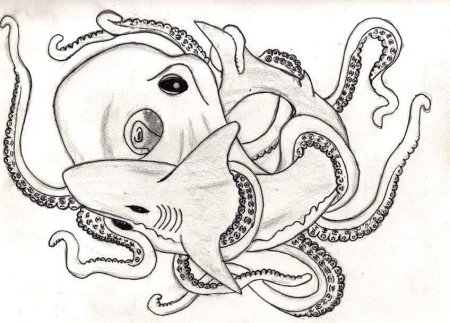 Каракатица гравюра