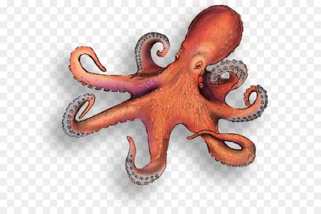 Осьминог живопись