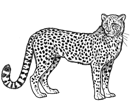 Млекопитающие раскраска