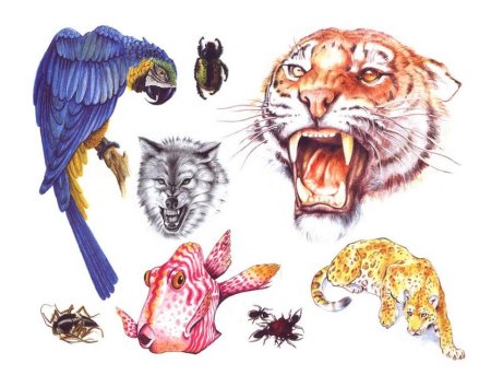 Саблезубый тигр лайны