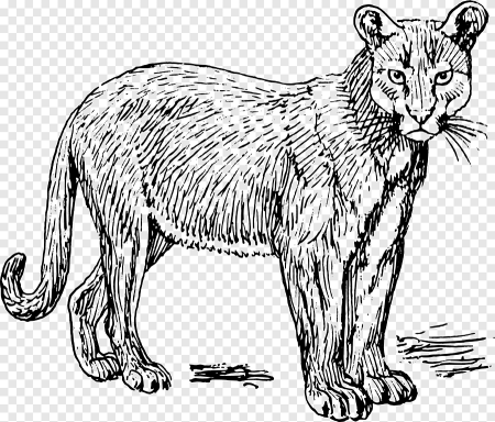 Пантера раскраска для детей