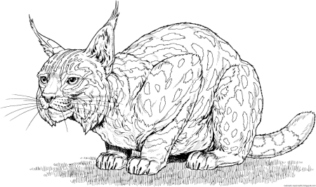 Хищные животные для детей