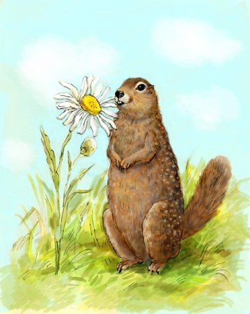 Евражка рисунок