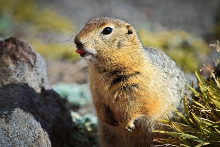 Камчатский сурок евражка