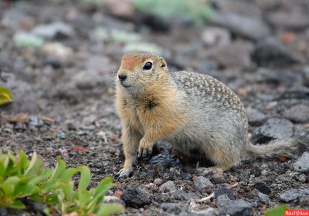 Берингийский суслик