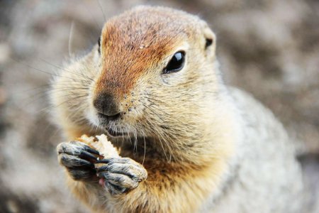 Берингийский суслик