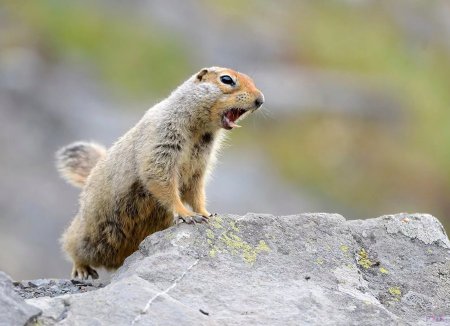 Кроноцкий заповедник берингийский суслик
