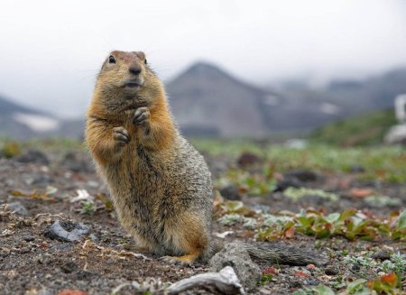 Камчатский сурок евражка