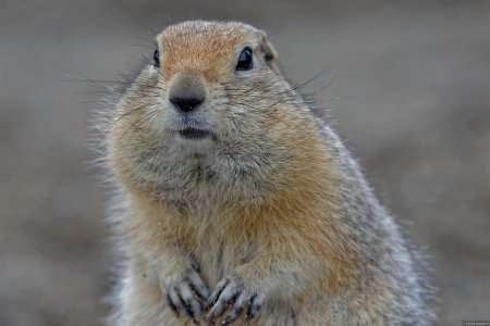 Камчатский суслик евражка