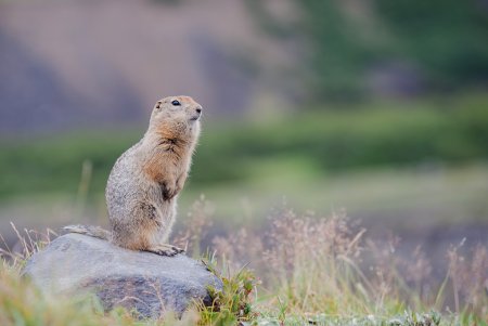Чукотские сказки евражки