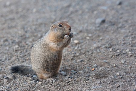 Берингийский суслик