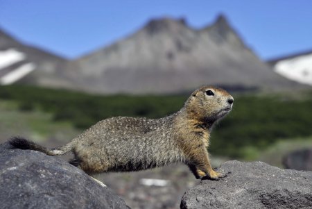 Камчатский сурок евражка