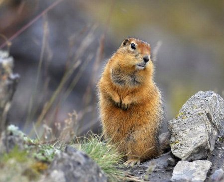 Берингийский суслик