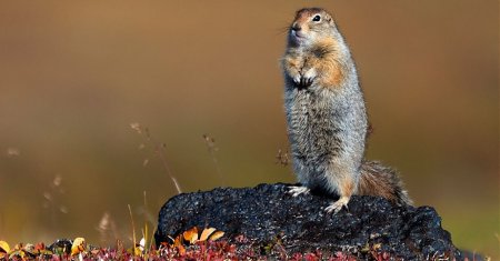 Берингийский суслик Беляев