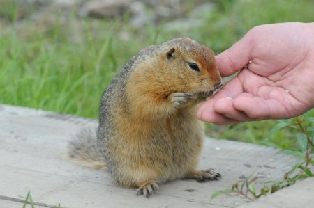 Горный кавказский суслик