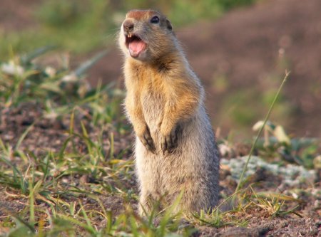 Камчатский сурок евражка