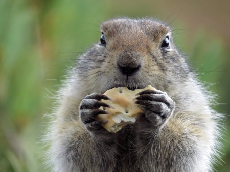 Суслик и сурок