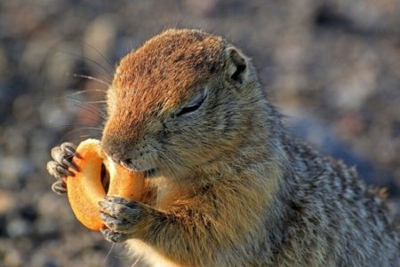 Норка евражки