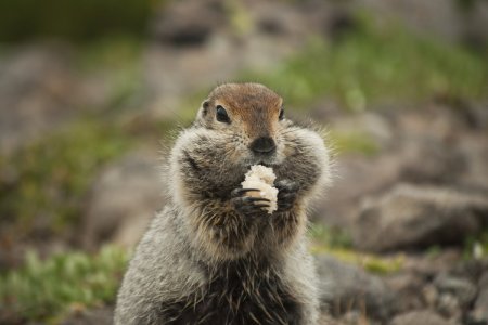Чукотский суслик евражка