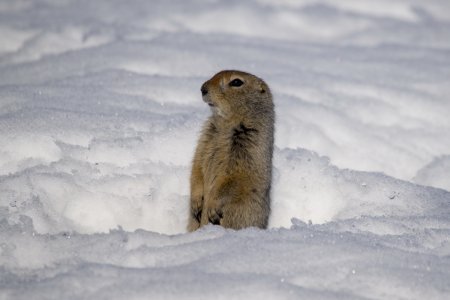 Крымский Степной суслик