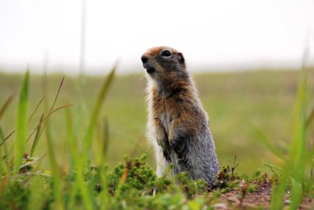 Евражка Чукотка