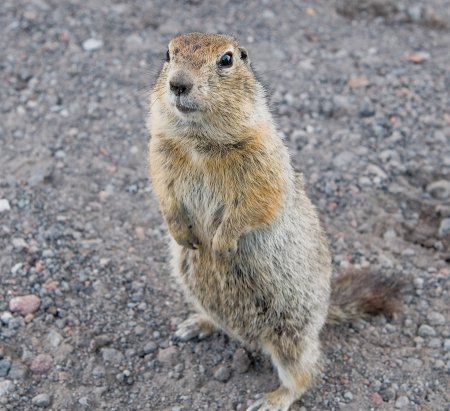 Суслик спит
