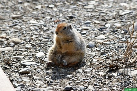 Кроноцкий заповедник берингийские суслики