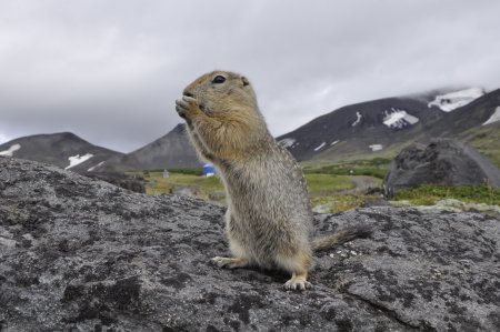 Евражки на Чукотке