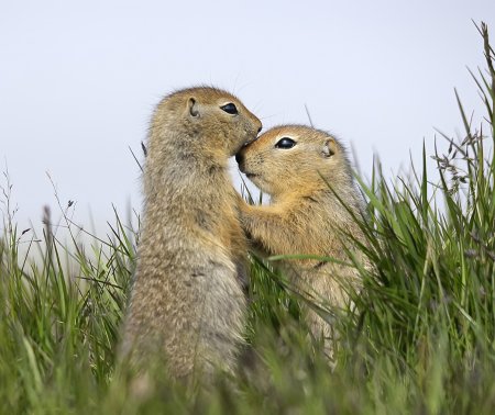 Американский суслик евражка