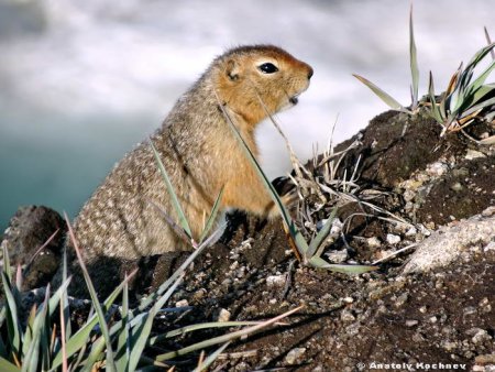 Суслик хвост