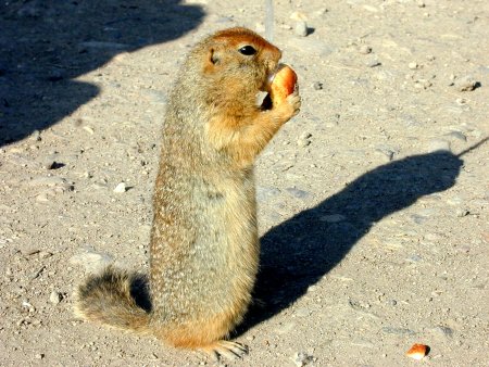 Евражка возле моря