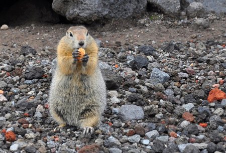 Камчатский суслик евражка