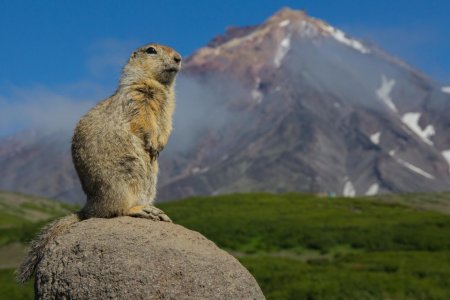 Камчатский суслик евражка