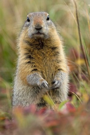 Грызуны Камчатки
