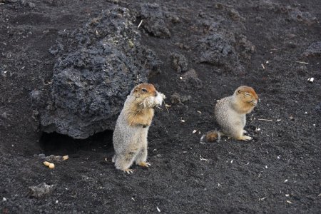 Берингийский суслик